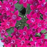 ペンタス,ペンタス,赤い花,小さな花,癒しの画像