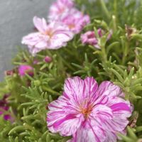 ポーチュラカ,マツバギク,マツバボタン,松葉菊,マツバボタン(松葉牡丹)の画像