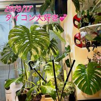 アンスリウム,モンステラ,モンステラ デリシオーサ,ワイルド,熱帯植物の画像