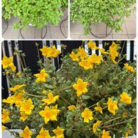 ポーチュラカ,PW,夏最強のPW,pwフレンズの画像
