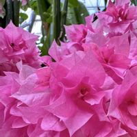 アンスリウム,ブーゲンビリア,ペンタス,リコリス,ピンクの花の画像