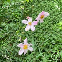 ヒマワリ,秋明菊,ヤマノイモ,クリ,バラ・ミニバラの画像