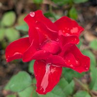 バラ,花のある暮らし,出会いに感謝♡,多様性を愛する会,人に優しくの画像