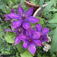 クレマチスミゼットブルー♡,鉢植え,アーチ,紫色の花,元気に育ててますよの画像