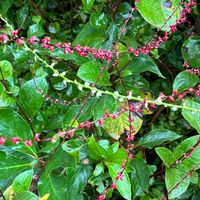 ミズヒキ,花のある暮らし,季節のお花,我が家のお花,花好きの画像