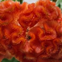 ケイトウ,オレンジ色の花も好き,木曜モフモフ,その他部屋の画像