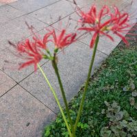 沈丁花の画像