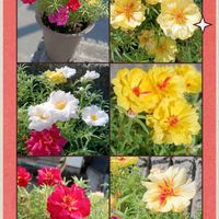 マツバボタン,可愛い〜♡,GSに感謝。,お花は癒し,GS皆様ありがとうの画像