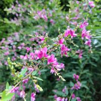 ハギ,散歩,小さな花の画像