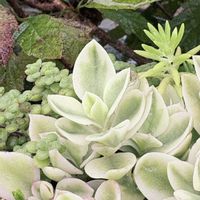 多肉植物,鉢植えの画像