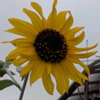 ひまわり,はなのある暮らし,小さな庭,玄関アプローチの画像