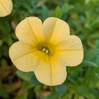 カリブラコア,カリブラコア ふわリッチ,サカタの種の画像