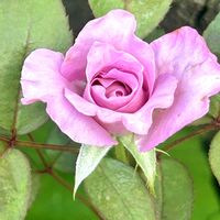 多肉初心者,庭の花,ご近所さん,薔薇　初心者,散歩公園の画像