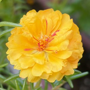 ビタミンカラー,今日のお花,#ガーデニング,エクステリアの画像