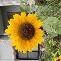 ヒマワリの画像