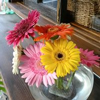 ガーベラ,花のある暮らし,幸せな時間,四季を感じるの画像