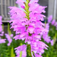 ハナトラノオ,通勤途中の画像