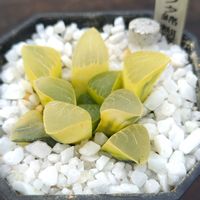 ハオルチア,多肉植物,ハオルチア属,多肉大好き,多肉植物とサボテンの画像