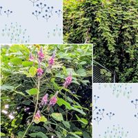 オジギソウ,クズの花,温州みかんの木,ユズ(青柚子),イタドリ（虎杖）の画像