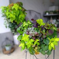 コリウス,緑のある暮らし,平和を願う,しぞーか勢,おうち園芸の画像