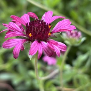 ガイラルディア グレープセンセーション,ナチュラルガーデン,庭の宿根草,お庭の花たち,花と暮らすの画像