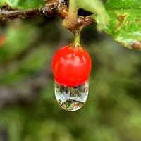 ウメモドキ,お出かけ先にて,宝石の雫の画像