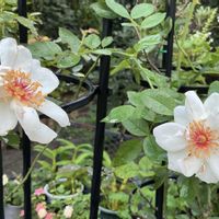 ジャクリーヌ•デュ•プレ,バラ、薔薇、ばら,鉢植え,マイガーデン,いい香り♡の画像