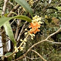キンモクセイ,クズ,桜の紅葉,公園の樹,何の実かなぁ？の画像