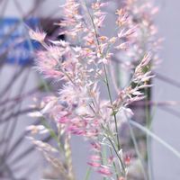 メリニス サバンナ,ガーデニング,種から,花のある暮らし,グラス類の画像