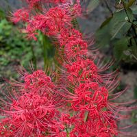 着せ綿,彼岸花,ありがとう❤️,暑い！,重陽の節句の画像