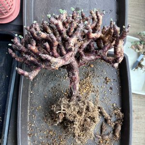 ペラルゴニウム ミラビレ,多肉植物,植え替え,塊根植物,ベランダーの画像