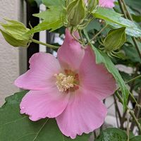 コムラサキ,フヨウ,シロミノコムラサキ（シロシキブ）,芙蓉(ふよう)の花,コムラサキ 実の画像