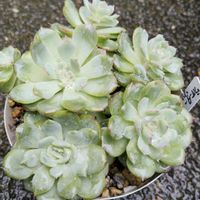 多肉植物,植え替え,雨ざらしの画像