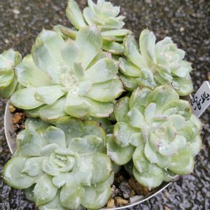 多肉植物,植え替え,雨ざらしの画像