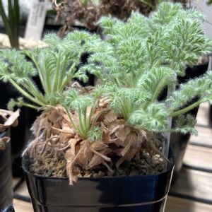 ペラルゴニウム・アッペンディクラツム,塊根植物の画像