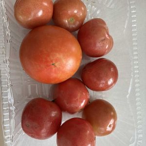 トマト,畑の画像