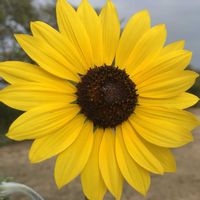 ヒマワリ,花のある暮らし,緑のある暮らし,植物のある暮らし,川沿いの画像