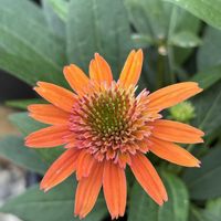 エキナセア,癒し,花のある暮らし,植物のある暮らし,エキナセア❁の画像