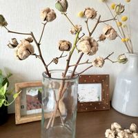 ワタ,綿花,植物のある暮らし,ほしつながり,たいせつななかま♡の画像