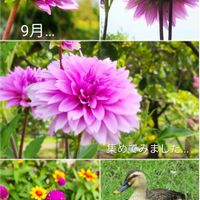 センニチコウ,ダリア,番外編　♪♪,公園,野鳥の画像