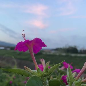 オシロイバナ,ケイトウ,ドライフラワー,ドライフラワーアレンジ,元気もらえるの画像