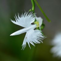 サギソウ,サギソウ,鷺草,サギラン,純白が好きの画像