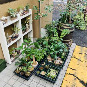 ドルステニア・フォエチダ,塊根植物,コーデックスの画像