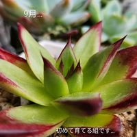 エケベリア,多肉植物,自宅にて,軒下&室内&軒下,難しいお名前の画像