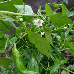 美味しい野菜,キッチン,家庭菜園の画像