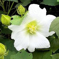 フヨウ,散歩の途中の画像