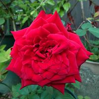 バラ,ミニバラ,挿し木からの薔薇,我が家のお花たち,庭の画像