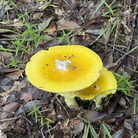 キノコ,キタマゴタケ,キタマゴタケ⁉︎,岐阜県,多肉男子の画像