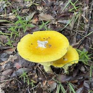 キノコ,キタマゴタケ,キタマゴタケ⁉︎,岐阜県,多肉男子の画像