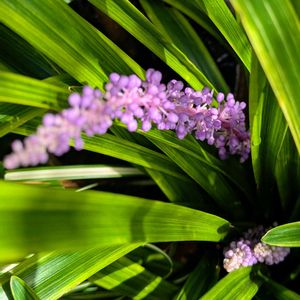 斑入りヤブラン,花壇,植えっぱなし,お花のある暮らし,小さな庭の画像